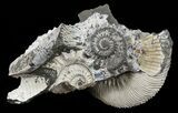 Wide Kosmoceras Ammonite in Matrix- England #60299-1